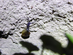 Oxychilus draparnaudi