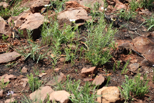 Image of Callilepis laureola by (c) Tony Rebelo, some rights reserved (CC BY-SA)