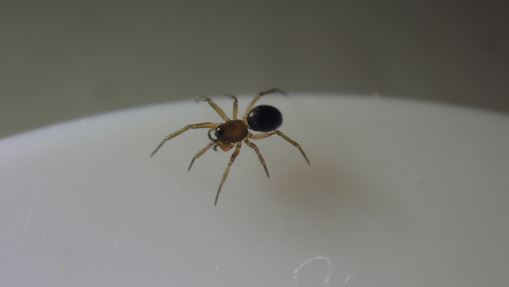 Autumn Money Spider