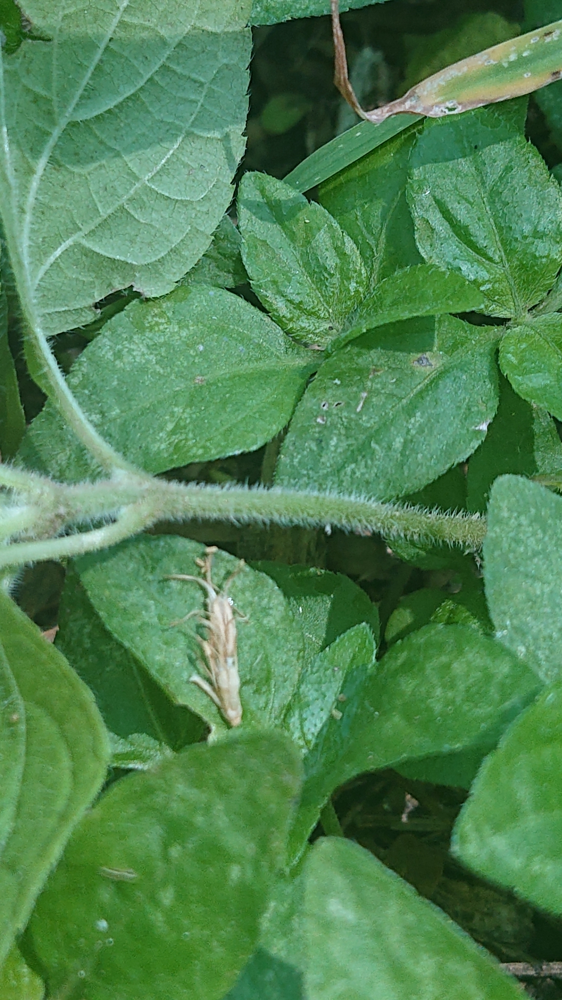 Schizoptera image