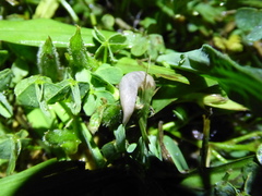 Deroceras reticulatum