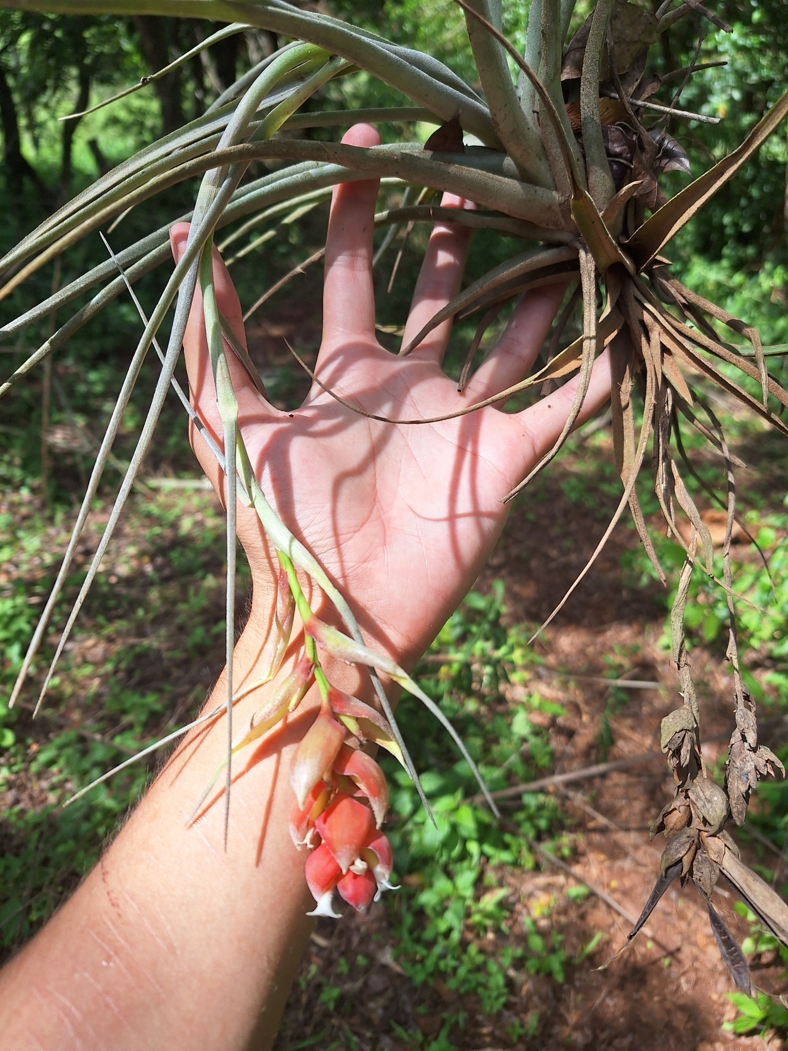 Tillandsia pohliana