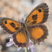 Southern Gatekeeper - Photo (c) Fabriciodo, some rights reserved (CC BY-NC), uploaded by Fabriciodo