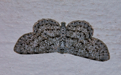 Colocleora proximaria