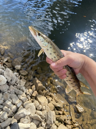 Allegheny River pike (Esox masquinongy) — Esocidae — 3