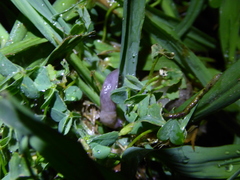 Deroceras reticulatum