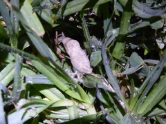 Deroceras reticulatum