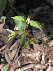 Euphorbia mercurialina