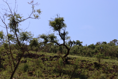 Corkbark Thorn (Vachellia davyi)