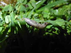 Deroceras reticulatum