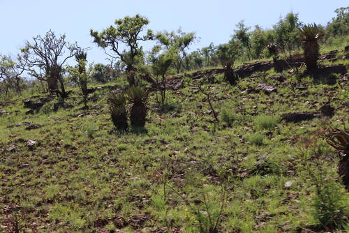 Image of Vachellia davyi by (c) Tony Rebelo, some rights reserved (CC BY-SA)