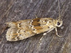 Ancylosis undulatella