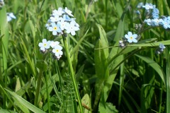 Myosotis imitata