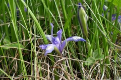 Iris ruthenica