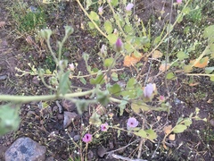 Malacothamnus foliosus