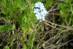 Myosotis imitata