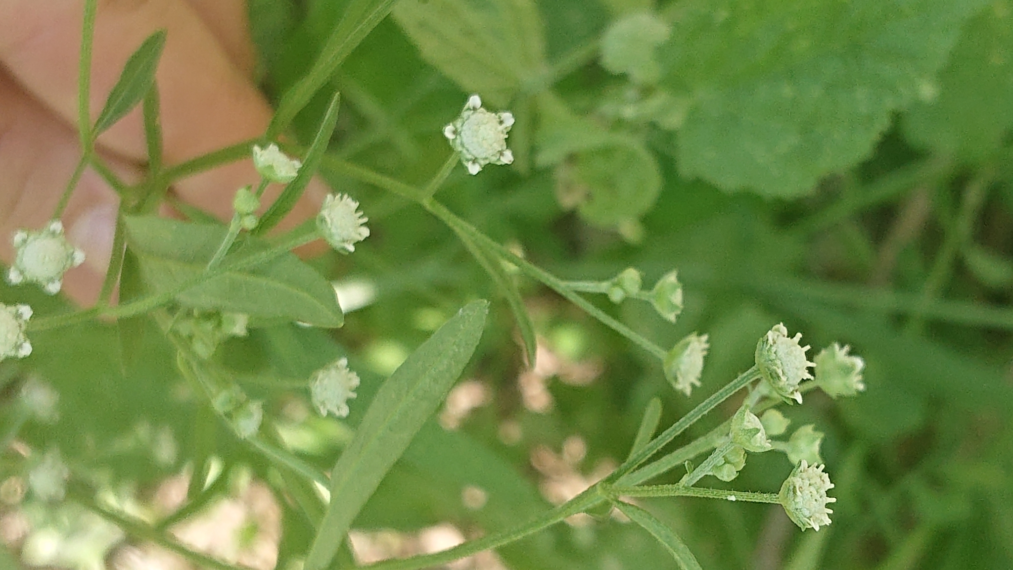 Parthenium hysterophorus image