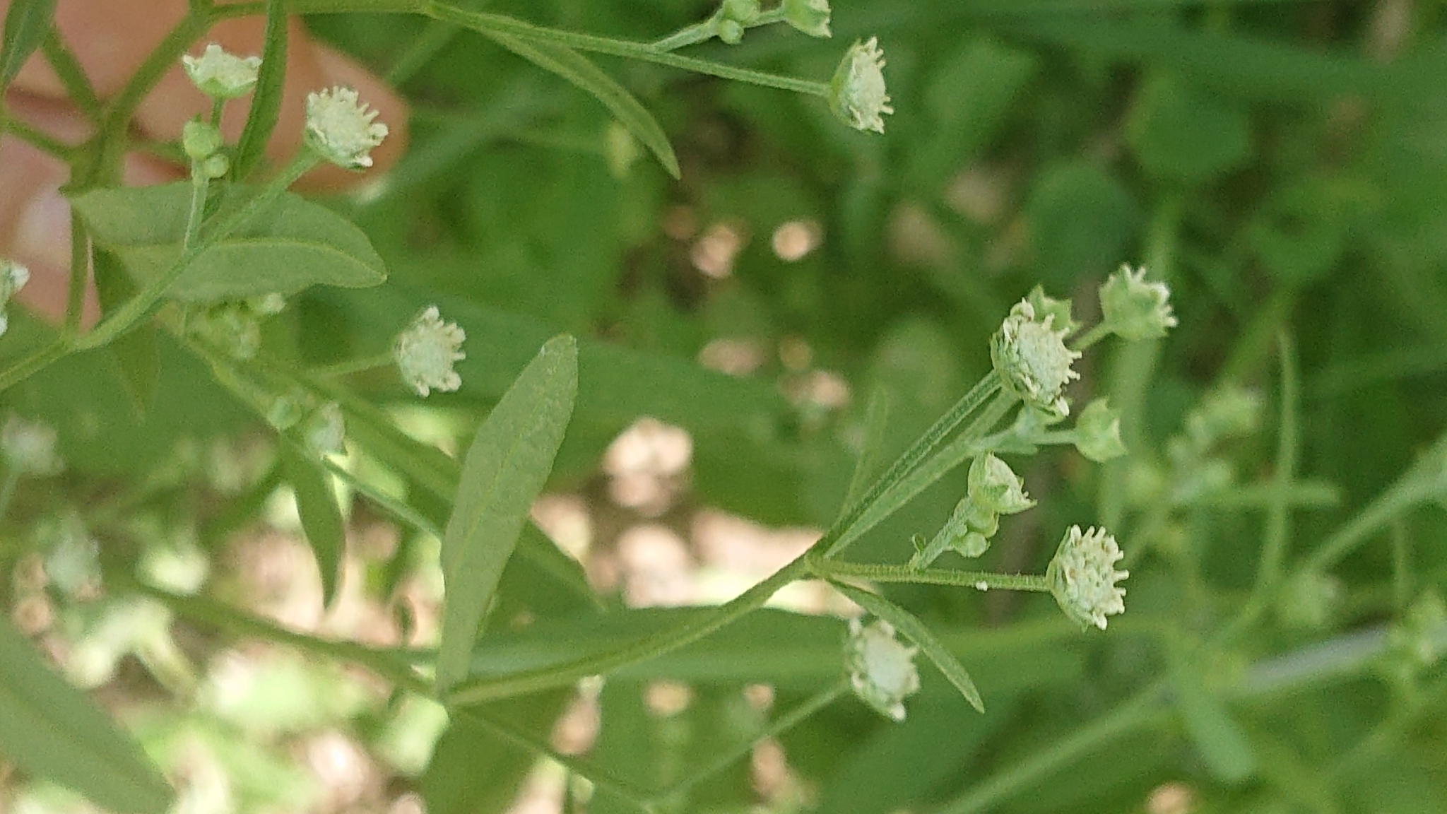 Parthenium image