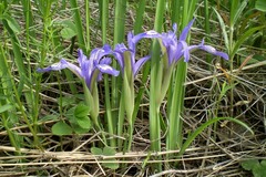Iris ruthenica