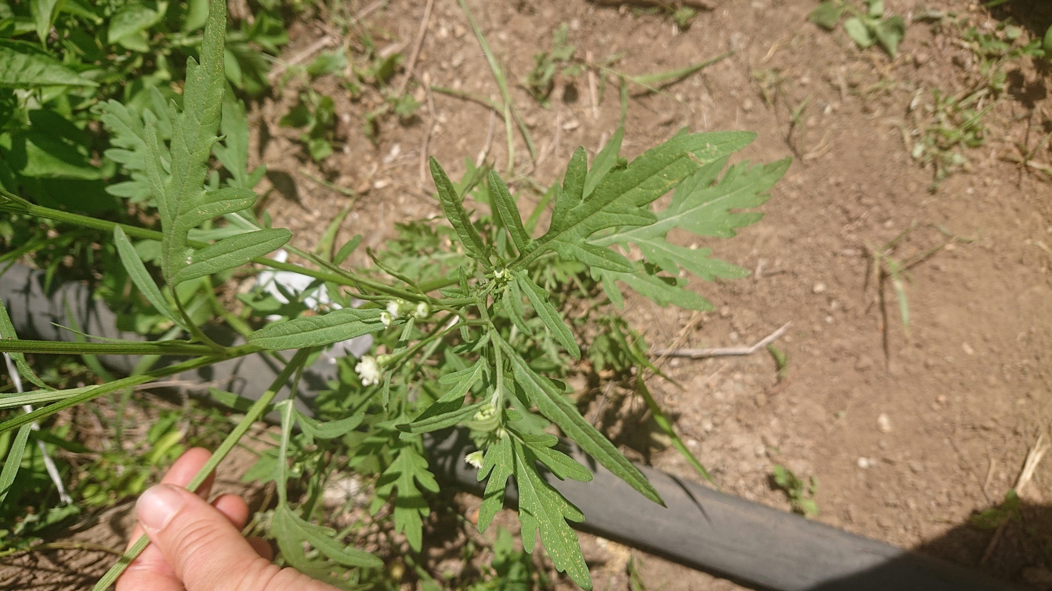 Parthenium hysterophorus image