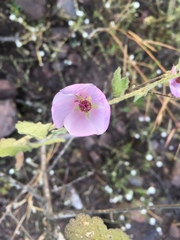 Malacothamnus foliosus