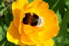 Bombus lucorum