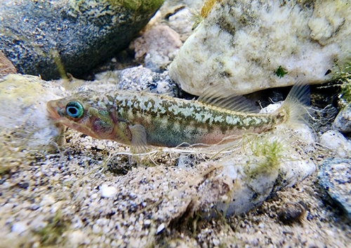 Threespine Stickleback