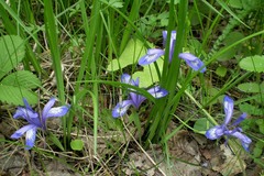Iris ruthenica