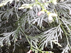 Calocedrus formosana