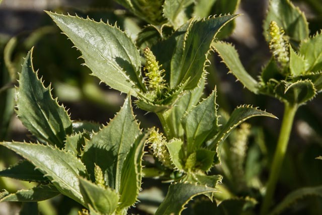 Stillingia spinulosa