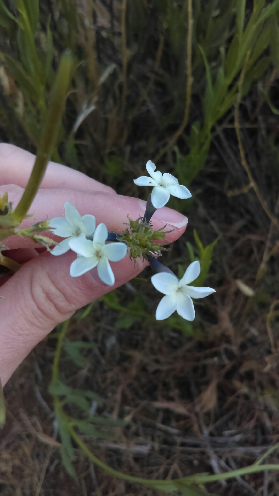 Amsonia palmeri