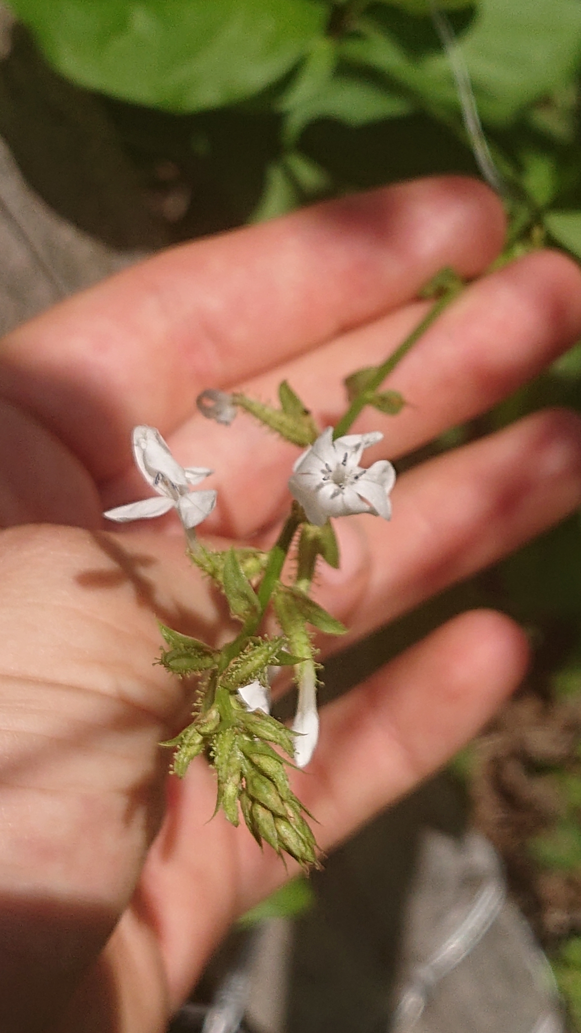 Plumbago image