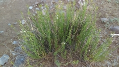 Amsonia palmeri