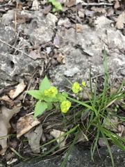 Euphorbia roemeriana