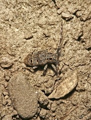 Mesosa curculionoides