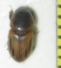 Neocalaphodius moestus