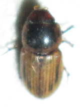 Neocalaphodius moestus