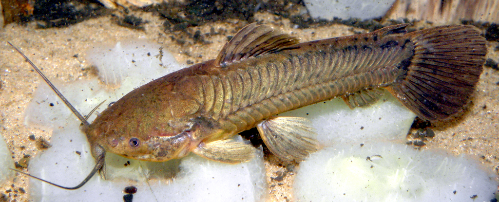 Armored Catfish