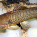 Callichthys callichthys - Photo (c) CHUCAO, μερικά δικαιώματα διατηρούνται (CC BY-SA)
