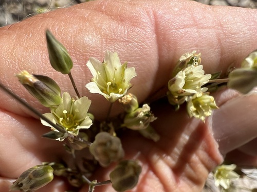 Image of Mojave Sandwort (Eremogone macradenia) by (c) Steve Matson, some rights reserved (CC BY)