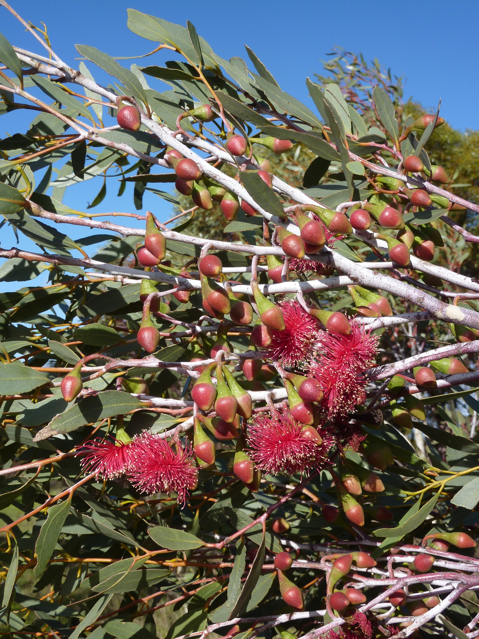 Eucalyptus erythronema