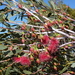 White Mallee - Photo (c) Dean Nicolle, some rights reserved (CC BY-NC), uploaded by Dean Nicolle