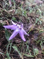 Erythronium hendersonii
