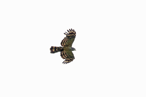 Henicopernis longicauda