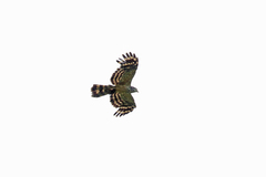 Long-Tailed Honey Buzzard photo 4