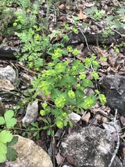 Euphorbia roemeriana
