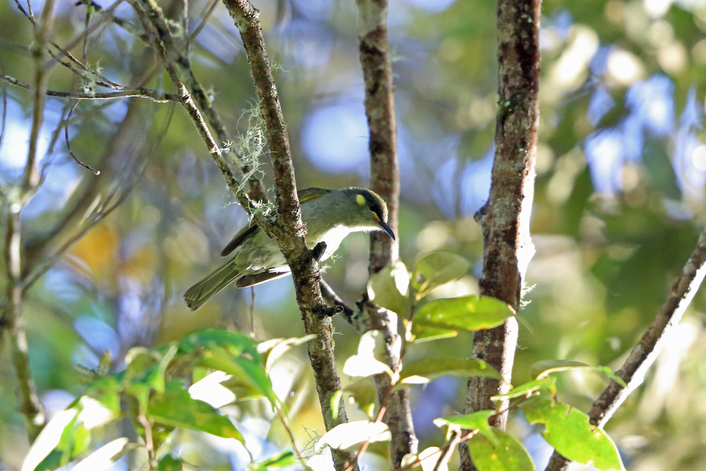 Mountain Honeyeater (Meliphaga orientalis)