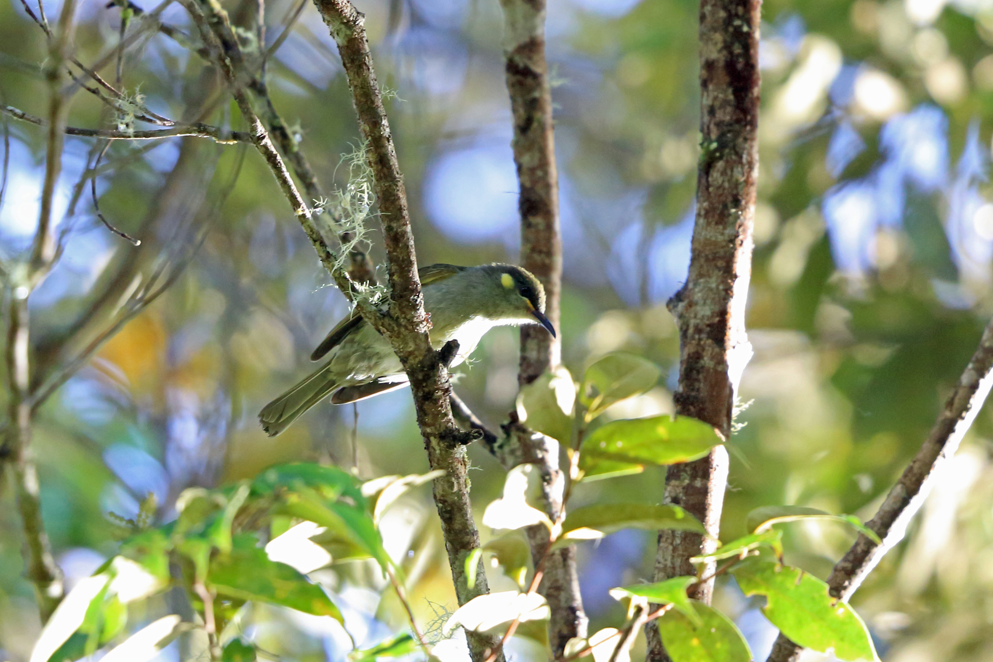 Mountain Honeyeater illustration