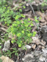 Euphorbia roemeriana