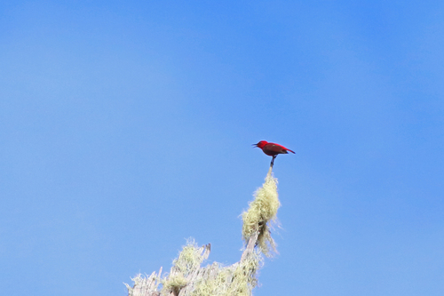 Myzomela cruentata